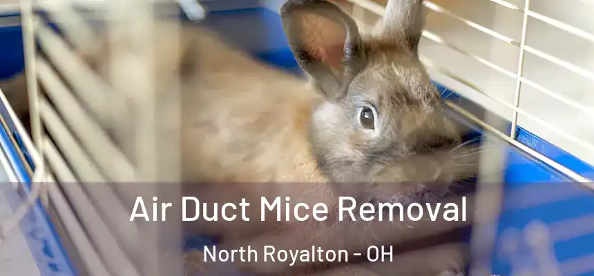  Air Duct Mice Removal North Royalton - OH